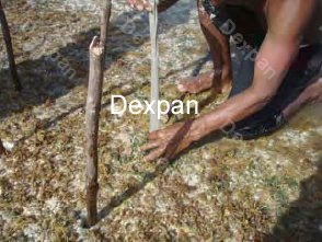 Dexpan Non Explosive Underwater Rock Demolition