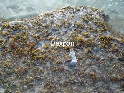 Dexpan Non Explosive Underwater Rock Demolition