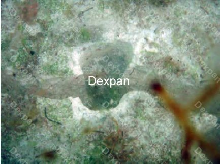 Dexpan Non Explosive Underwater Rock Demolition